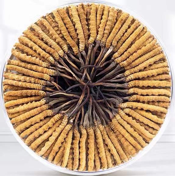 乌鲁木齐冬虫夏草回收